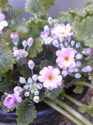 Image0831