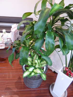 P1000385