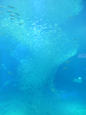 P1000620